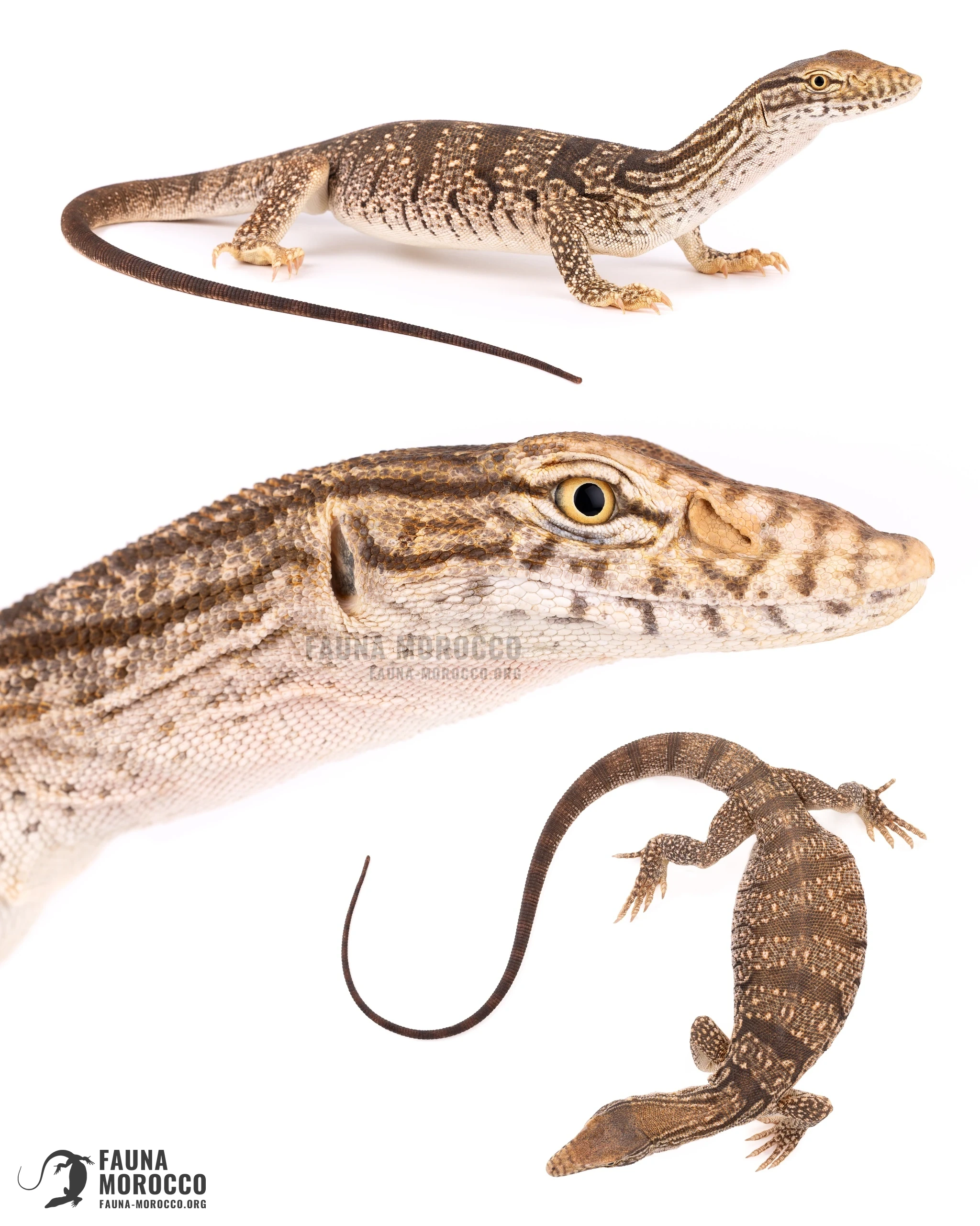 ورل الصحراء (Varanus griseus) على خلفية بيضاء، مناظر جانبية وظهرية وللرأس، المغرب
