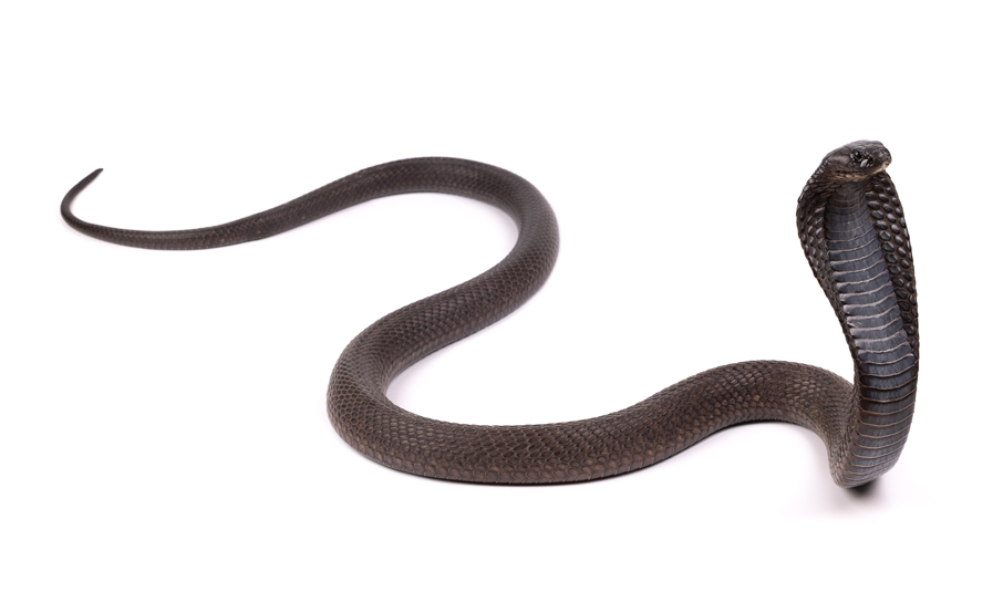 Serpentes
