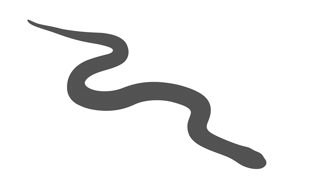 Boas - Boidae