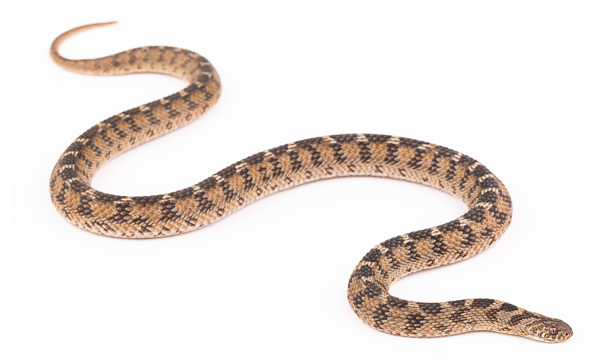 حنش آكل البيض (Dasypeltis), Morocco