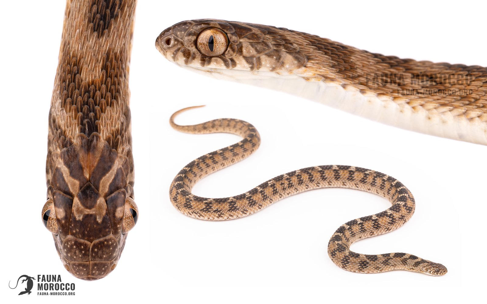 Dasypeltis, التعرّف، المغرب