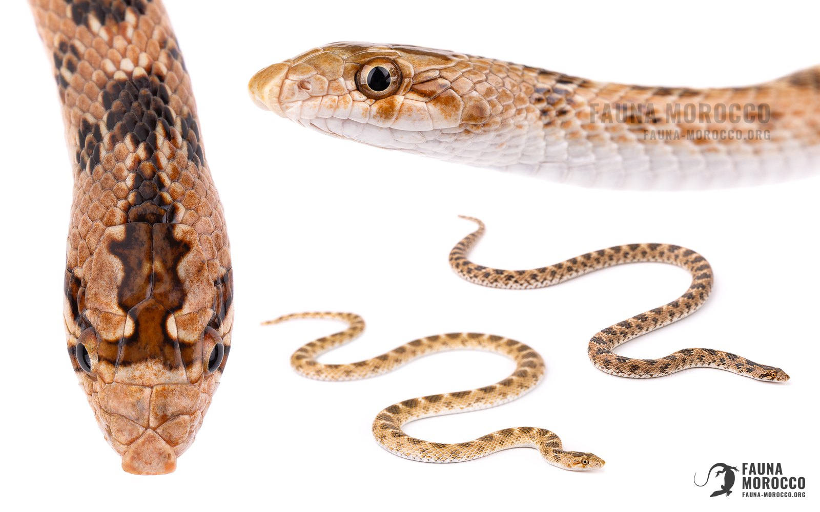 Lytorhynchus, التعرّف، المغرب