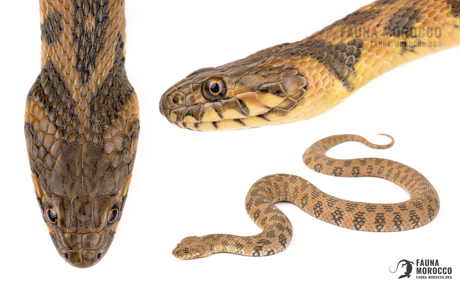 Natrix, التعرّف، المغرب