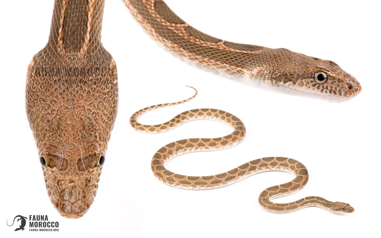 Spalerosophis, التعرّف، المغرب