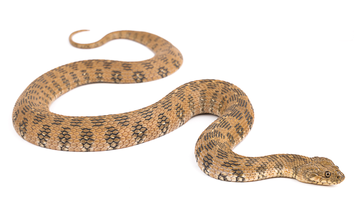 حنش الماء (Natrix), Morocco