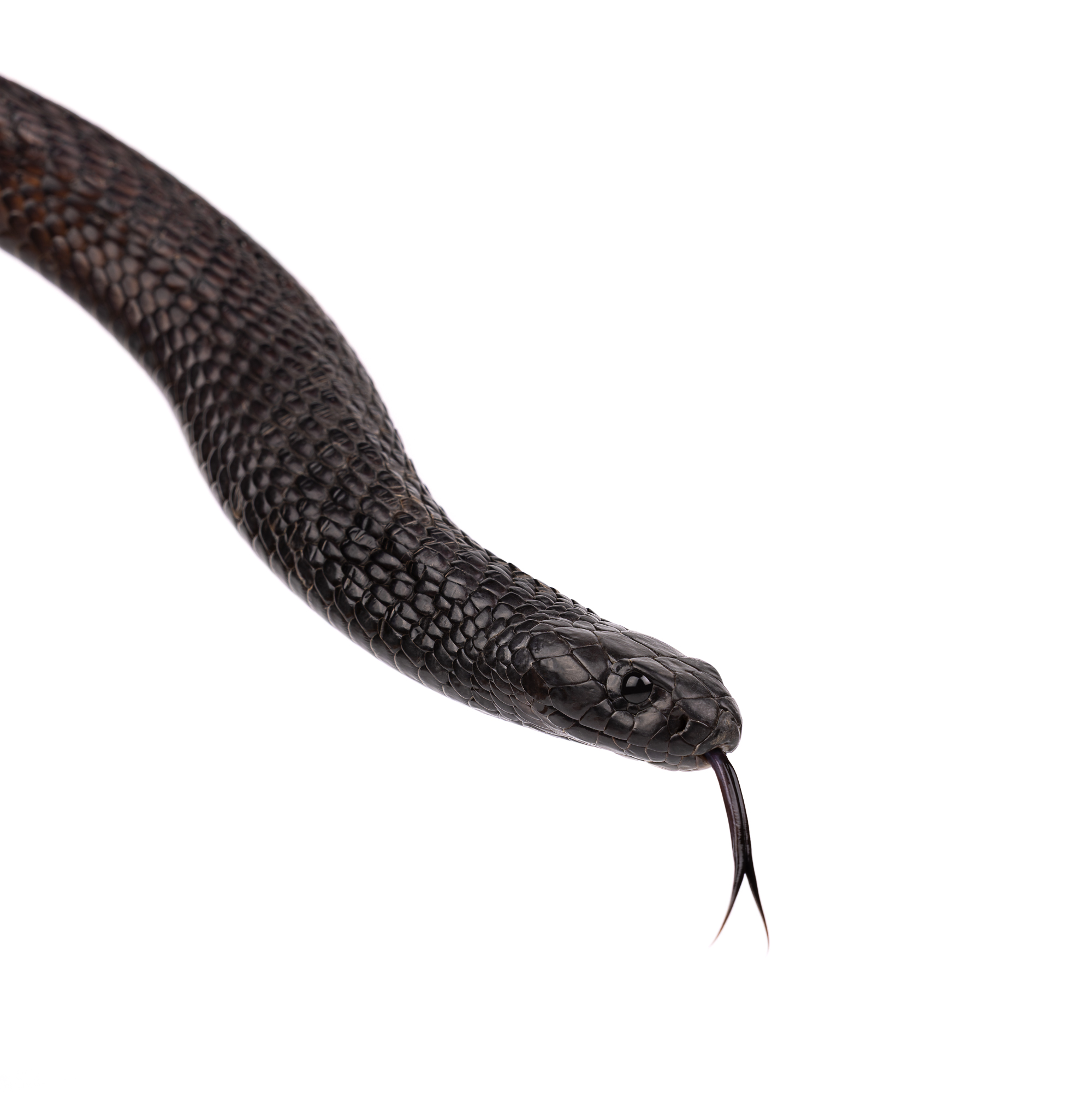 Portrait of a relaxed North African cobra