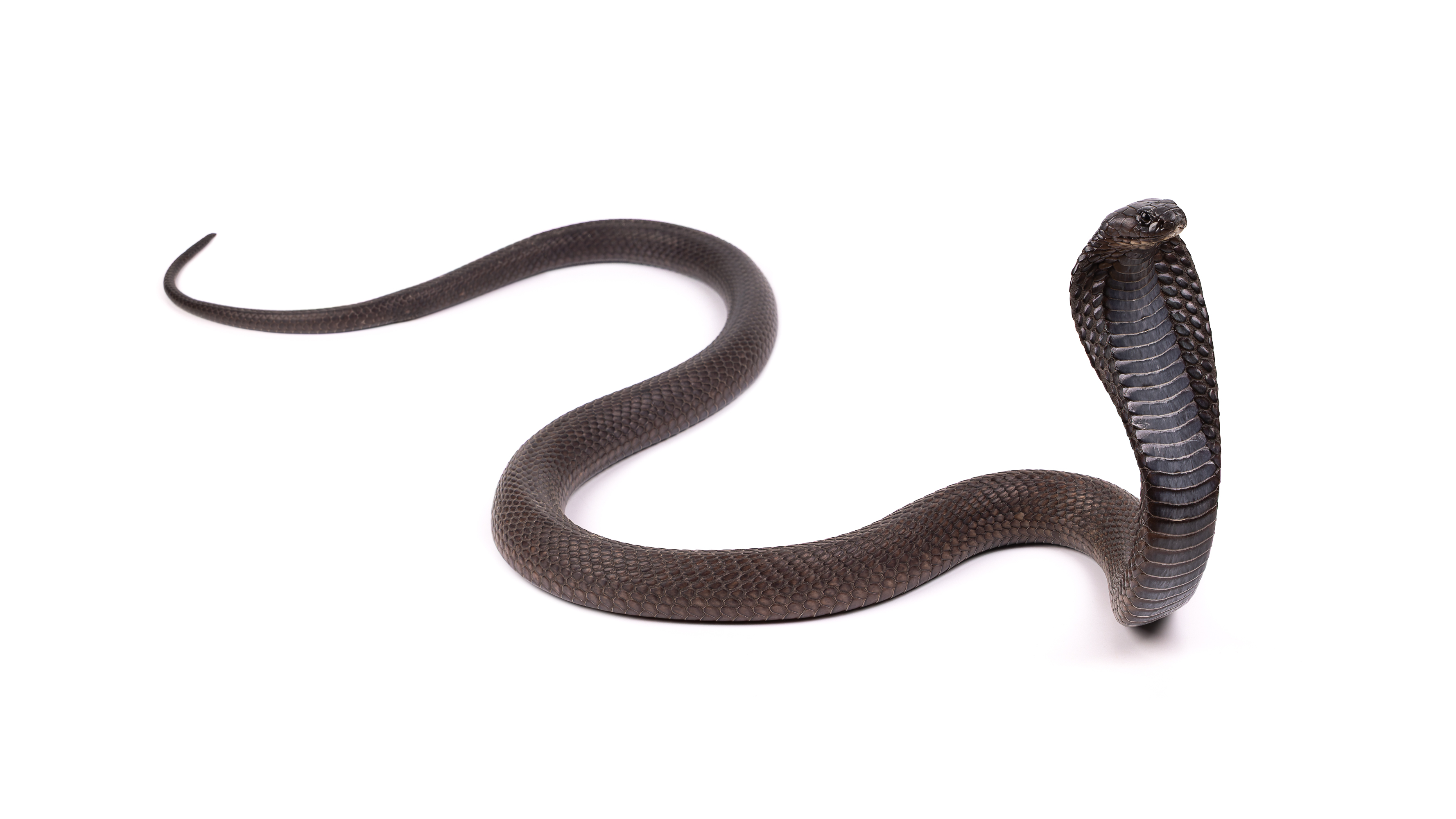 Adult North African cobra in defensive position