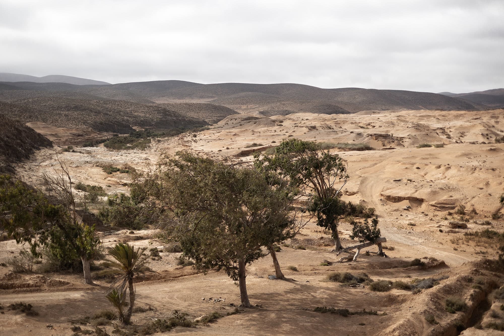 North African cobra habitat southwest of Guelmim