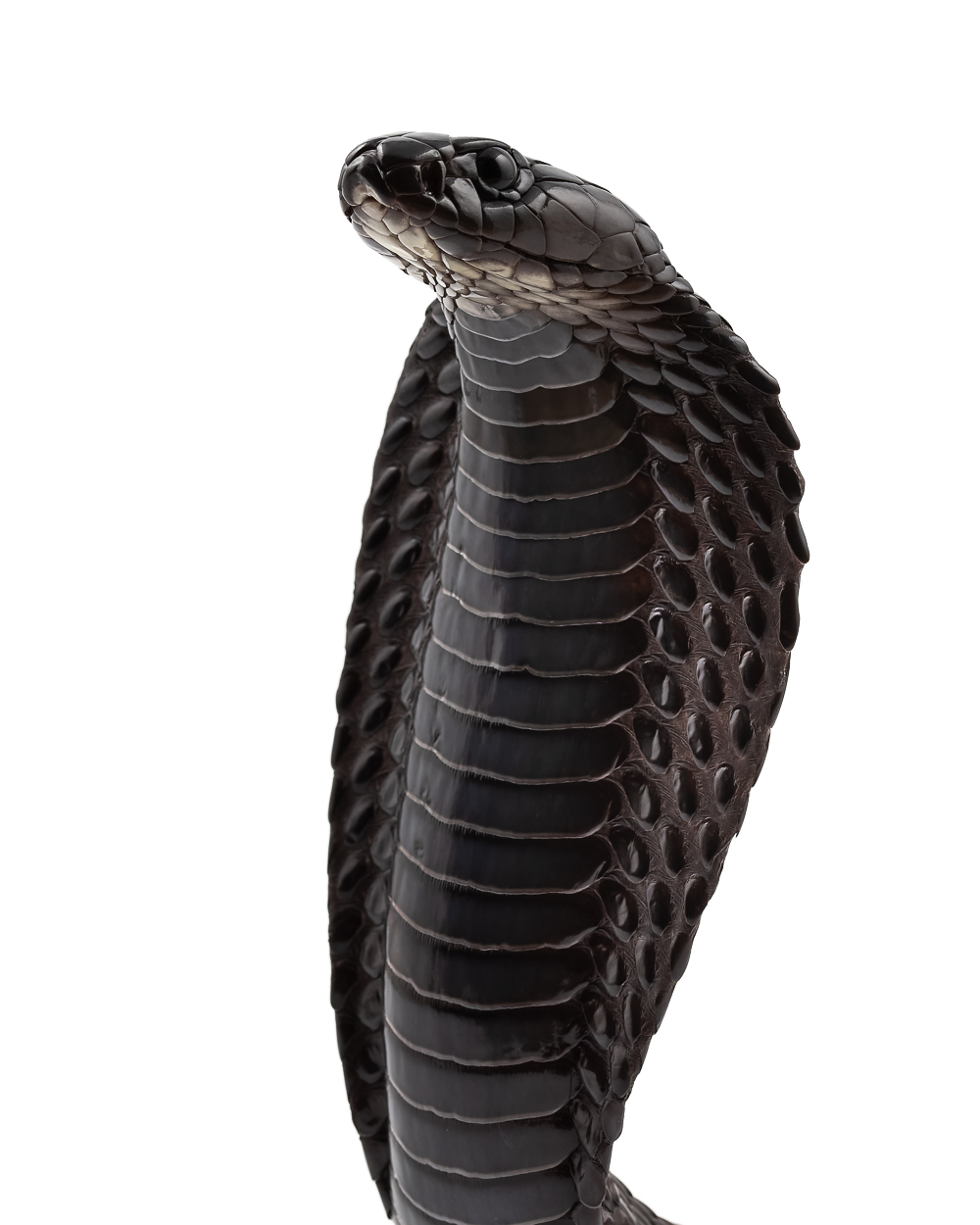 North African cobra in natural habitat
