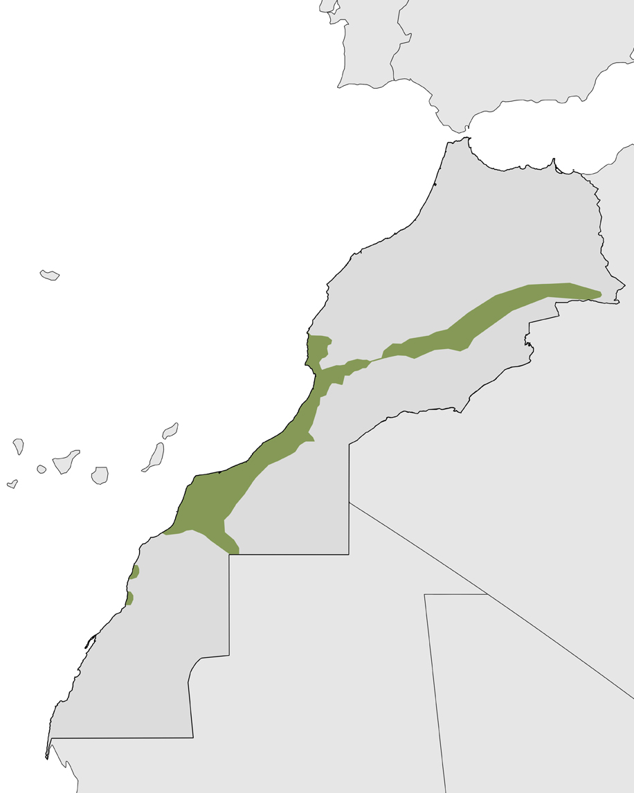Distribution map of North African cobra in Morocco