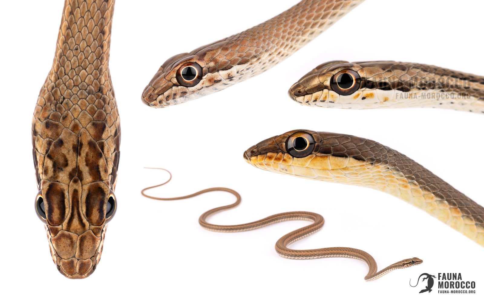 Psammophis, التعرّف، المغرب