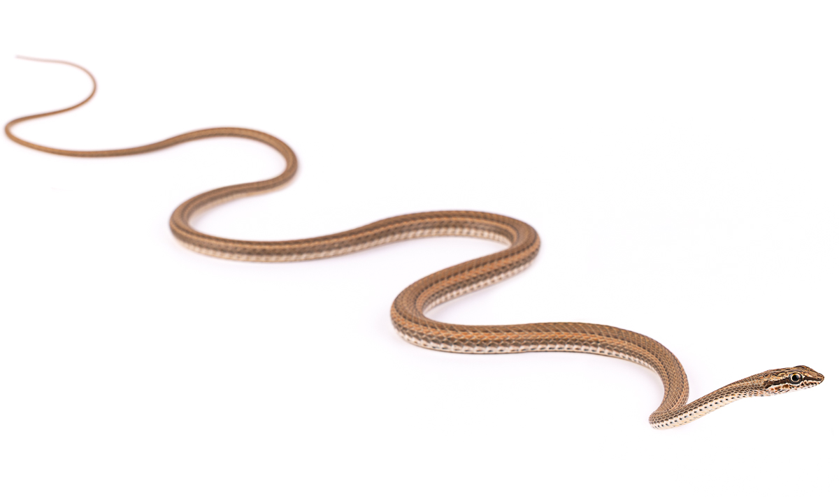 حنش شقاري (Psammophis schokari)، المغرب