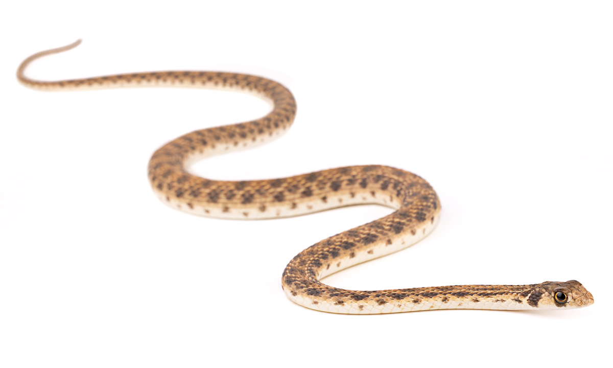 الكوبرا الكاذبة (Rhagerhis moilensis), المغرب