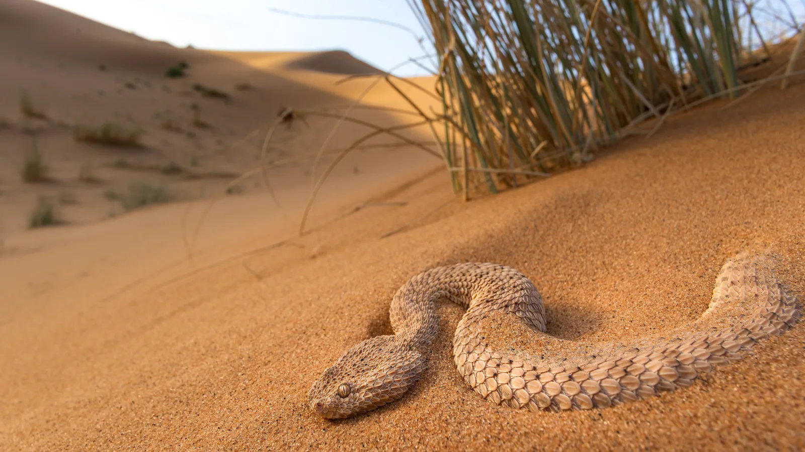 الأفعى القَرعَاء (Cerastes vipera) نصف مدفونة في الرمل عند الشروق، كثبان قرب مرزوكة، المغرب