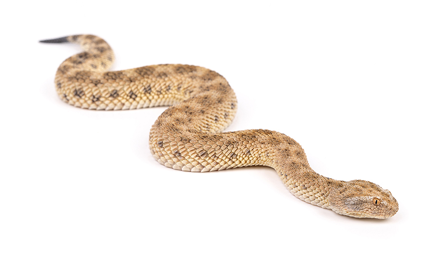 Vipers - Viperidae