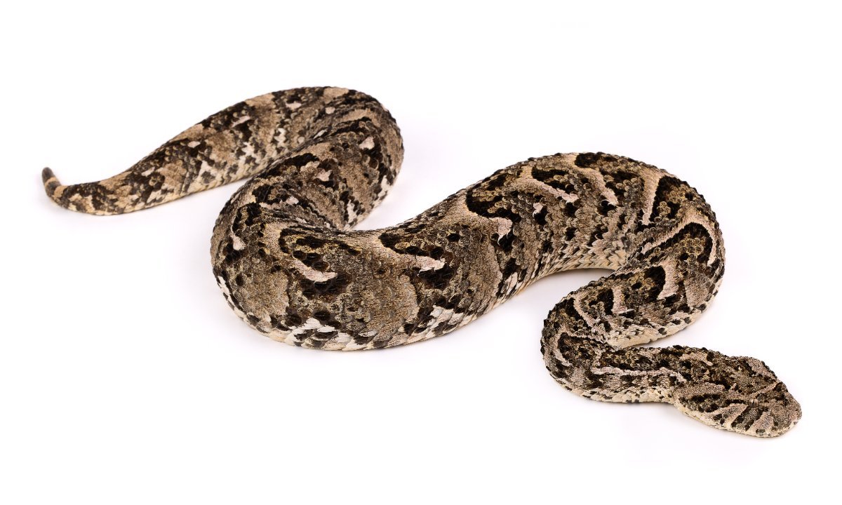 Bitis arietans Puff Adder Morocco - Venomous Viper