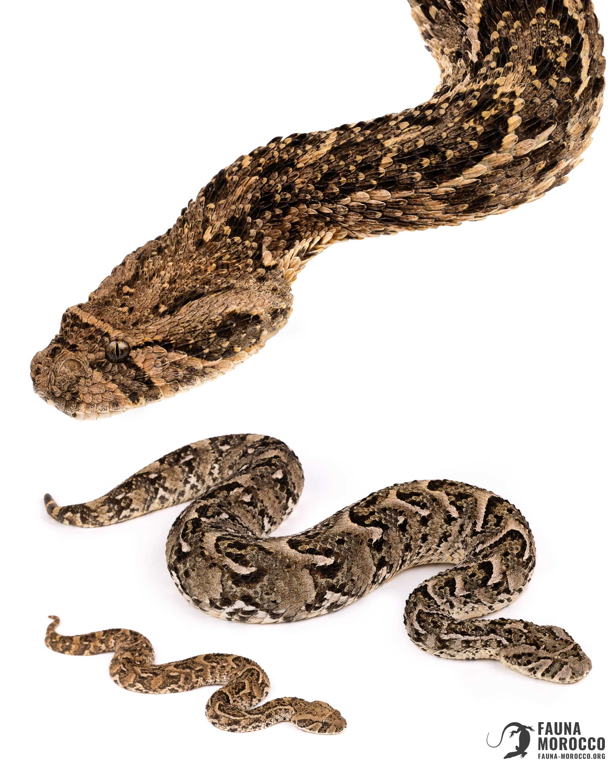 Vipère heurtante (Bitis arietans), Maroc