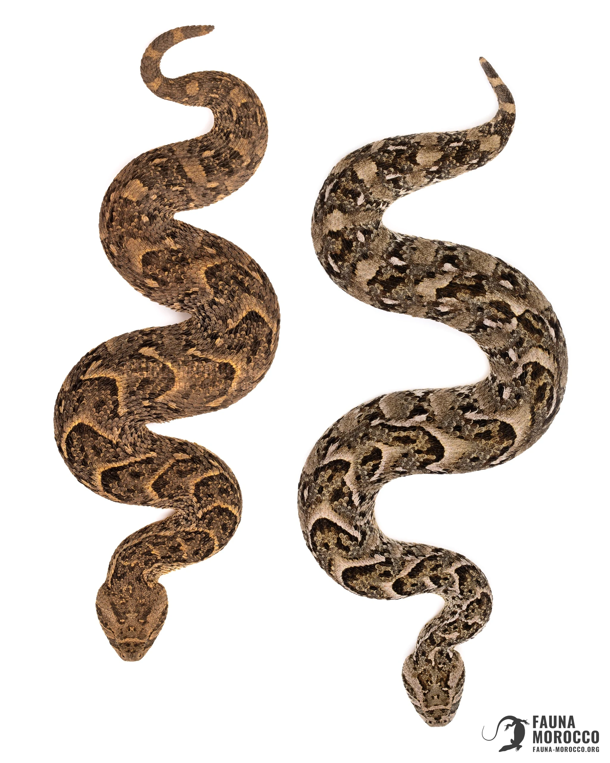 Deux Vipères heurtantes (Bitis arietans) vues de dessus