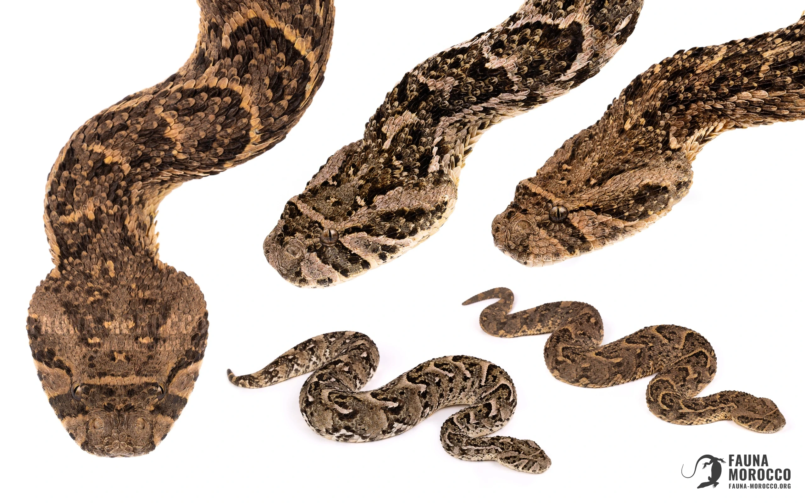 Plusieurs Vipères heurtantes (Bitis arietans) du Maroc montrant la variation chromatique