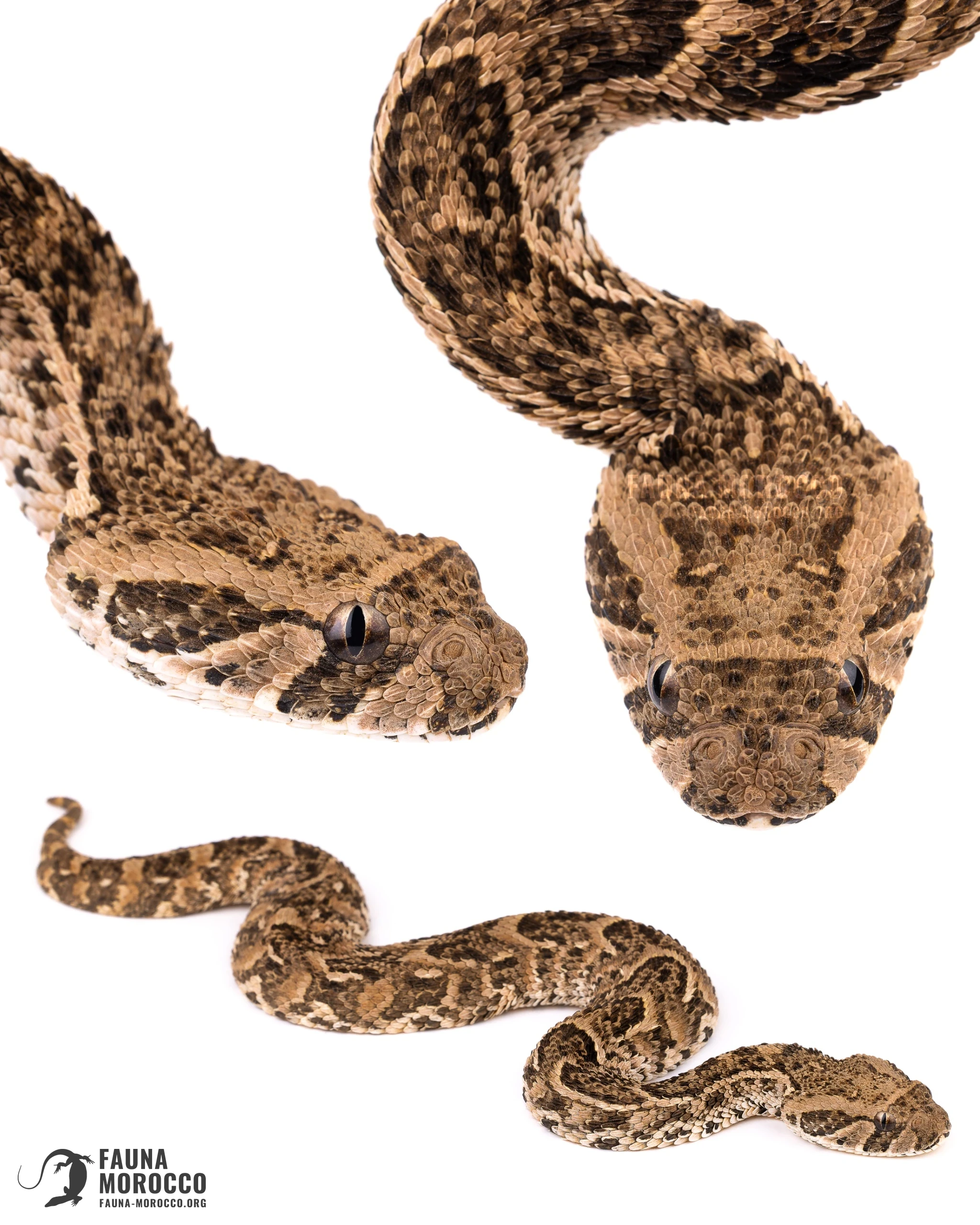 Jeune Vipère heurtante (Bitis arietans) aux yeux proportionnellement grands