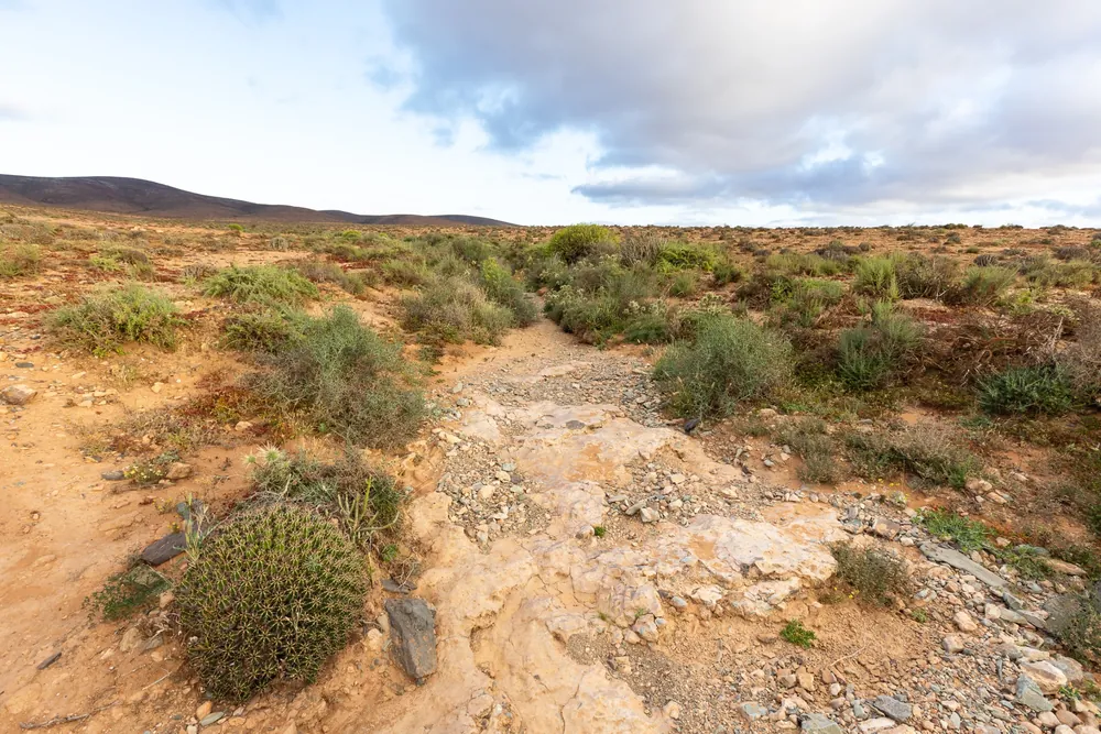 Plaine d'euphorbes entre Guelmim et Sidi Ifni, habitat de la Vipère heurtante