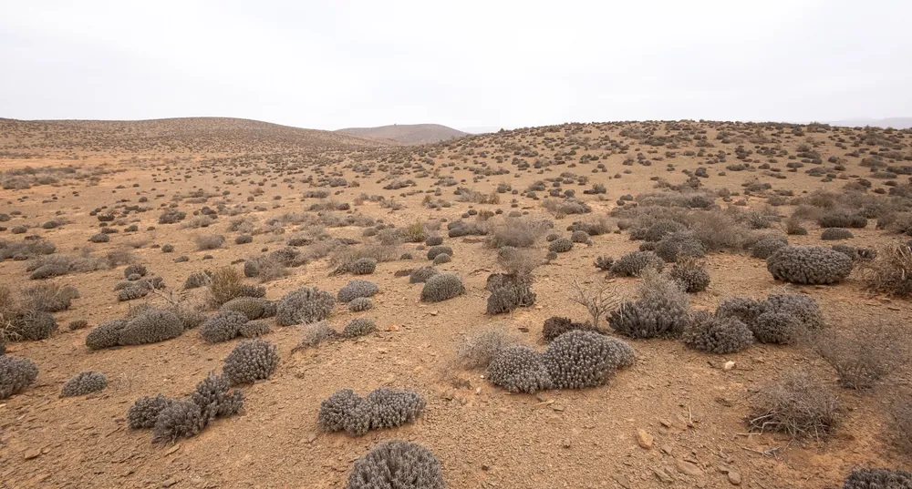 Plaine d'euphorbes à la fin de l'été après plusieurs années de sécheresse
