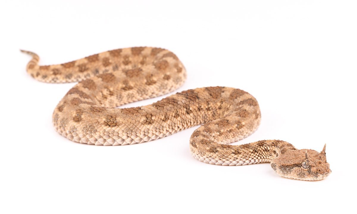 Cerastes cerastes Desert Horned Viper Morocco - Venomous Snake