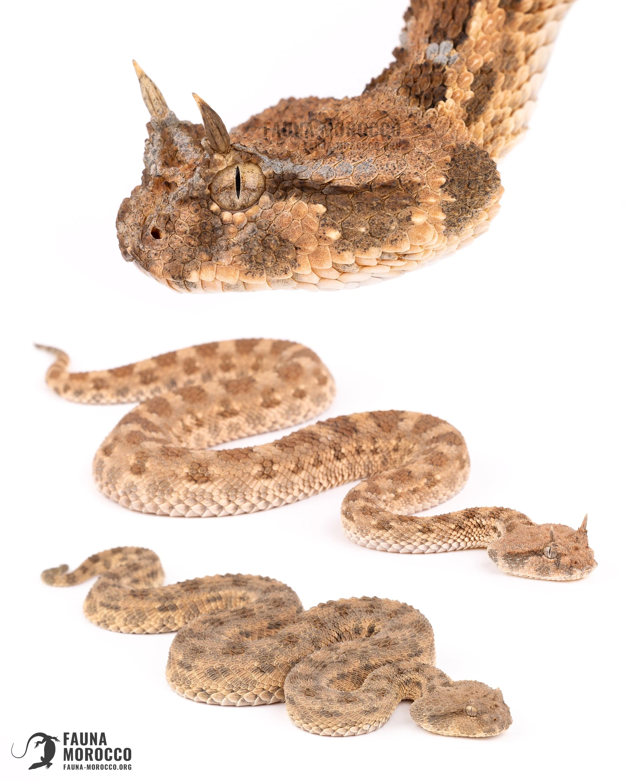 الأفعى القرناء (Cerastes cerastes)، المغرب