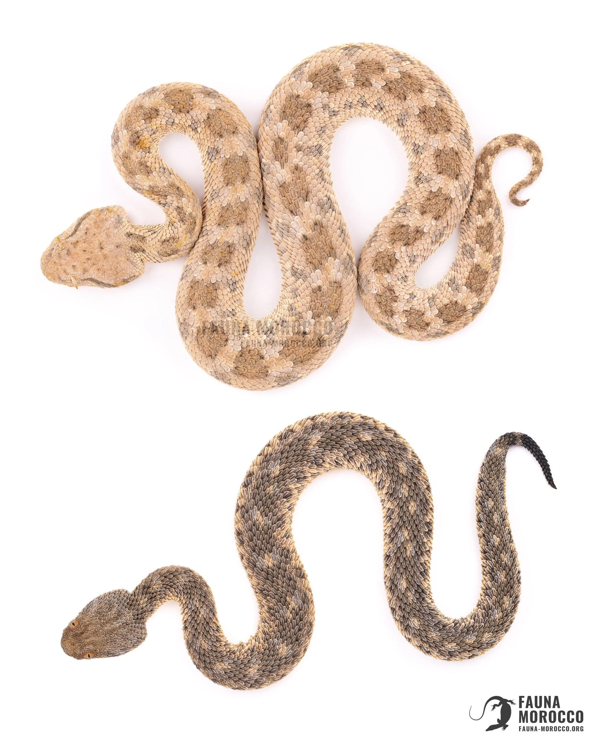 مقارنة بين الأفعى القرناء (Cerastes cerastes) والأفعى القَرعَاء (Cerastes vipera): موضع العينين