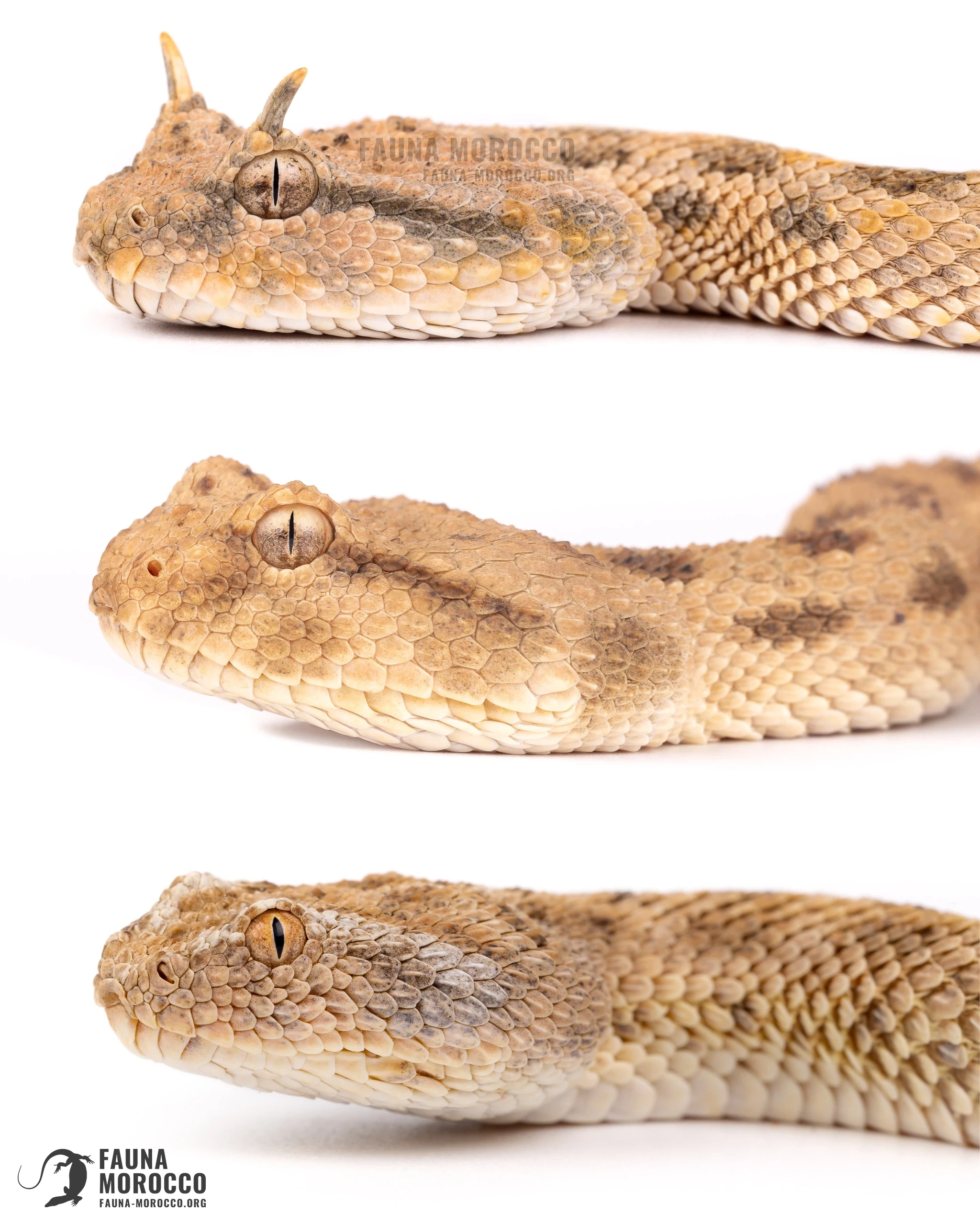 أفاعٍ قرناء صحراوية (Cerastes cerastes) ومنها صورة mutila، وفي الأسفل أفعى قَرعَاء (Cerastes vipera)