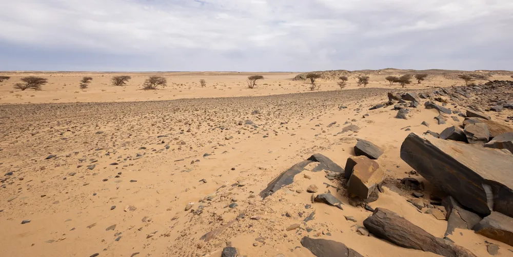 موئل رملي للأفعى القرناء حول السمارة، المغرب