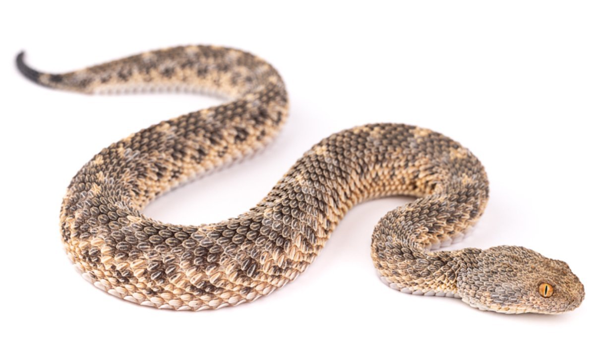 Cerastes vipera