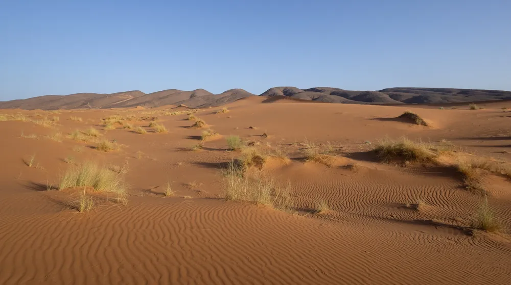 كثبان رملية جنوب مرزوكة، موئل الأفعى القَرعَاء، المغرب