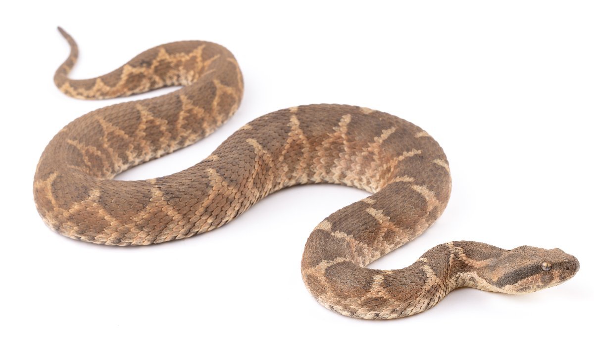 Daboia mauritanica Moorish Viper Morocco - Venomous Snake