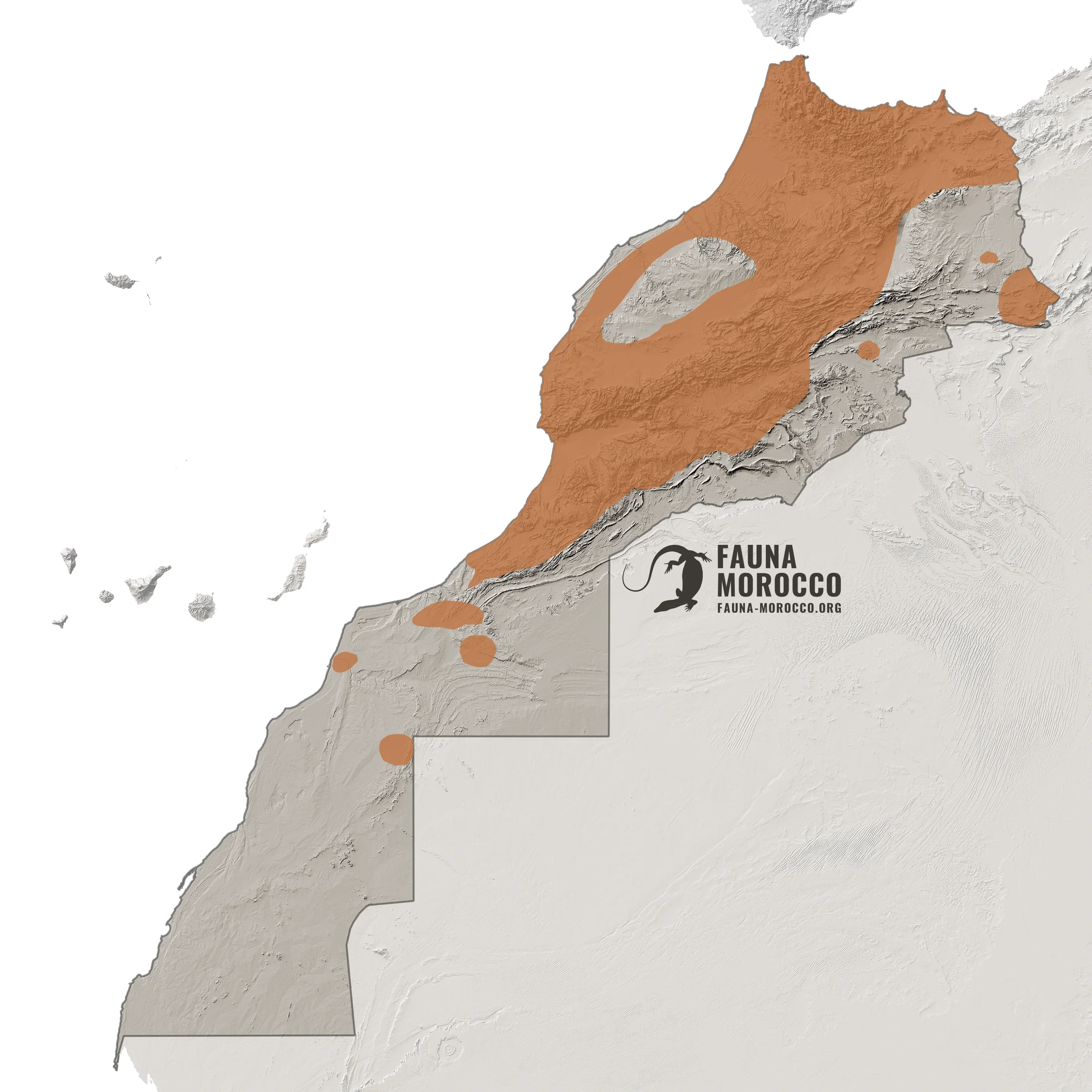 Carte de répartition de la vipère de Maurétanie (Daboia mauritanica) au Maroc