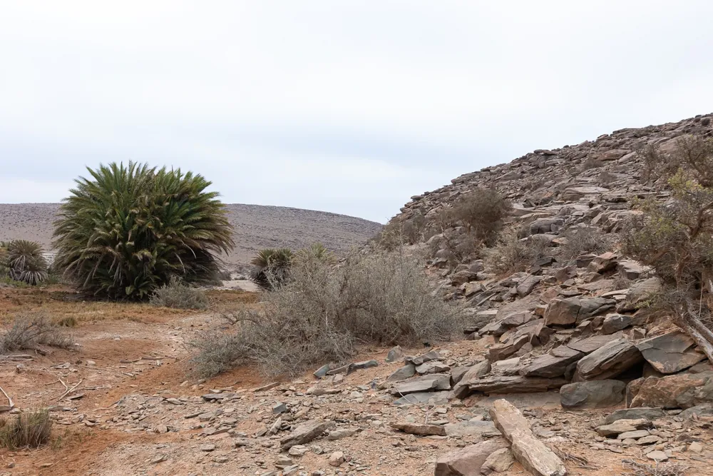 Terrain à faible couvert végétal avec arganiers et palmiers épars entre Guelmim et Assa, Maroc