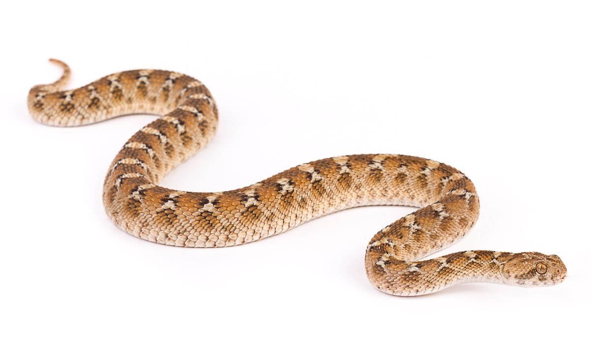 Echis leucogaster Saw-scaled Carpet Viper Morocco - Venomous Snake