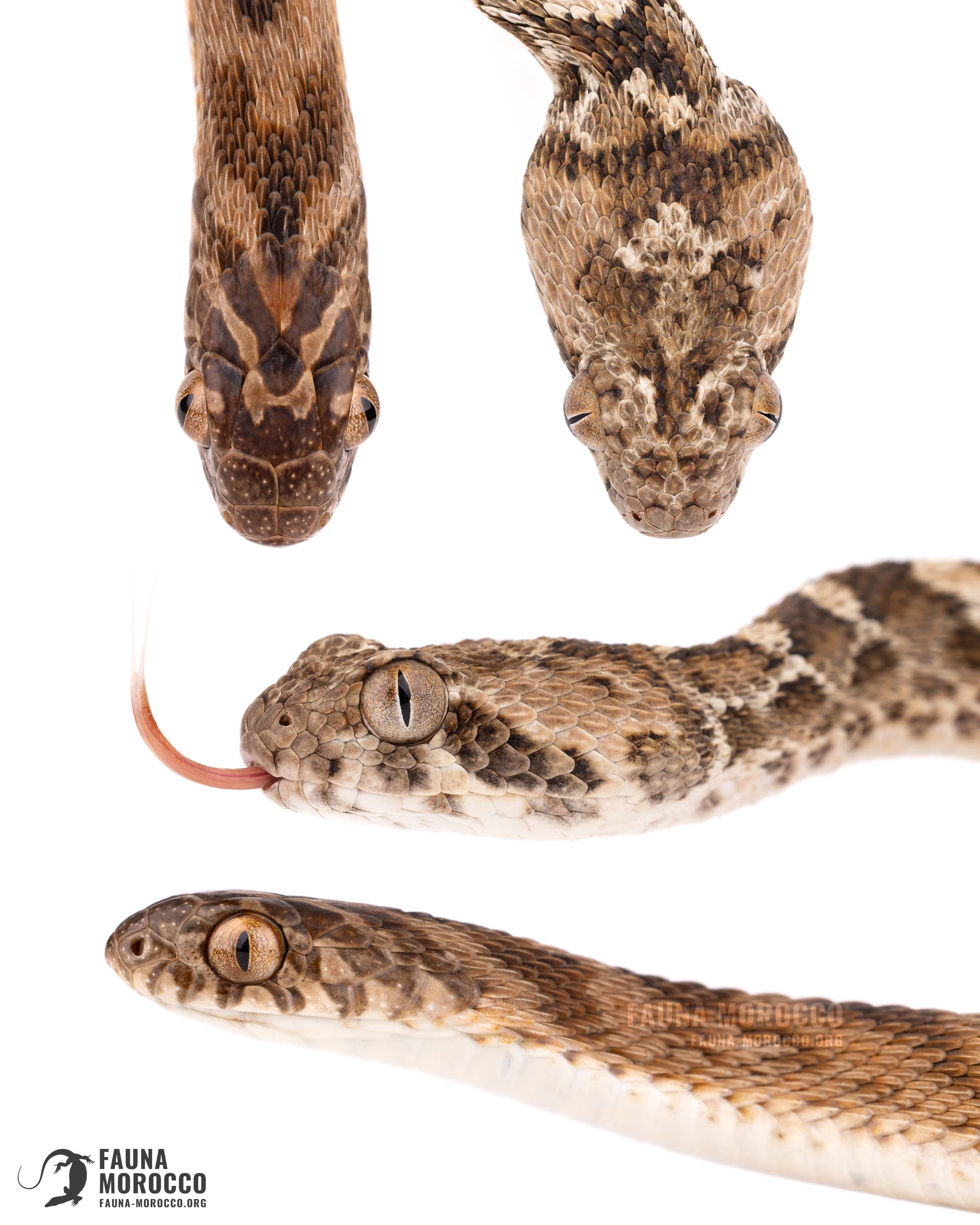 Couleuvre mangeuse d'œufs du Sahel et Échide à ventre blanc côte à côte, Maroc.
