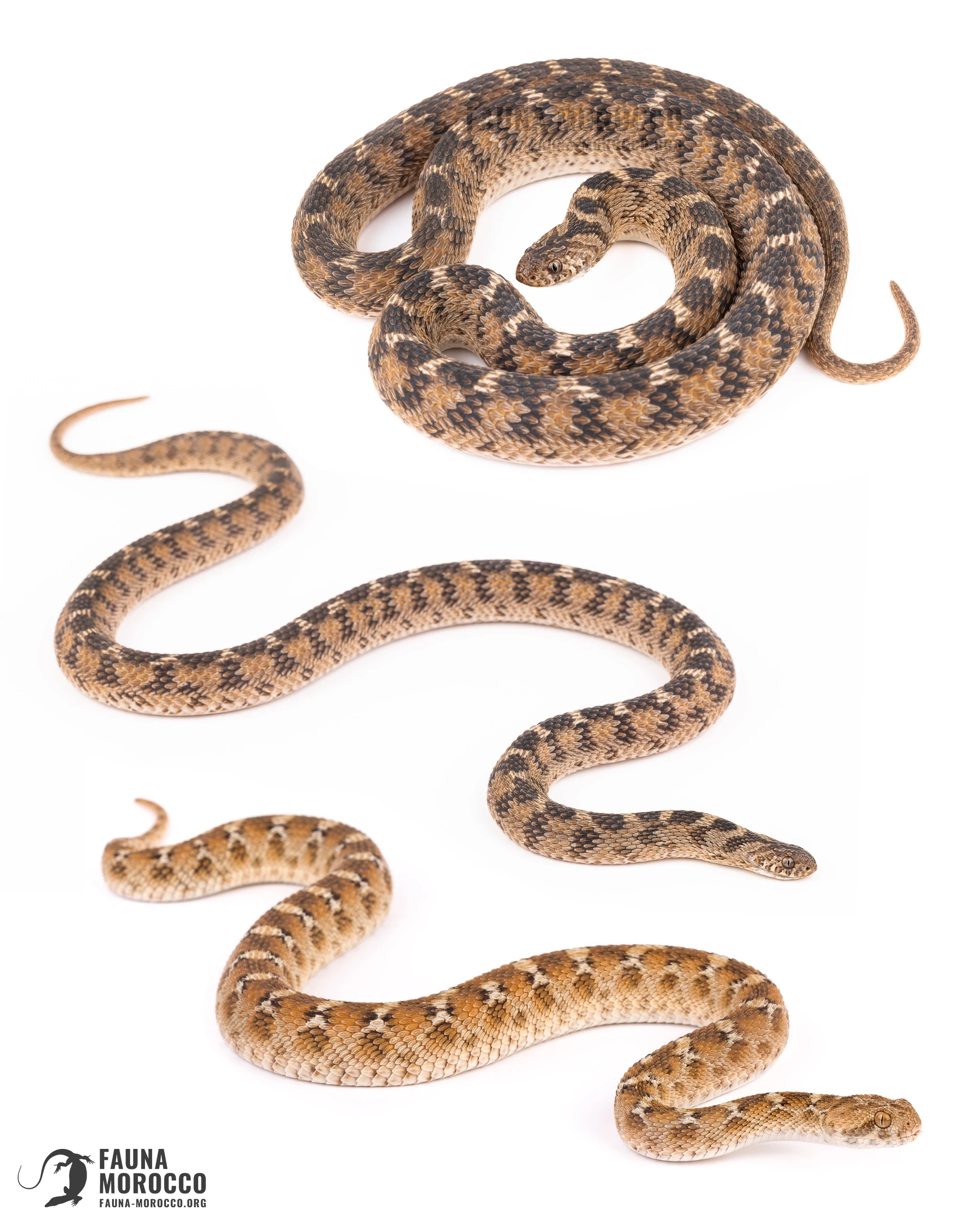 Échide à ventre blanc et Couleuvre mangeuse d'œufs du Sahel en posture défensive, Maroc.