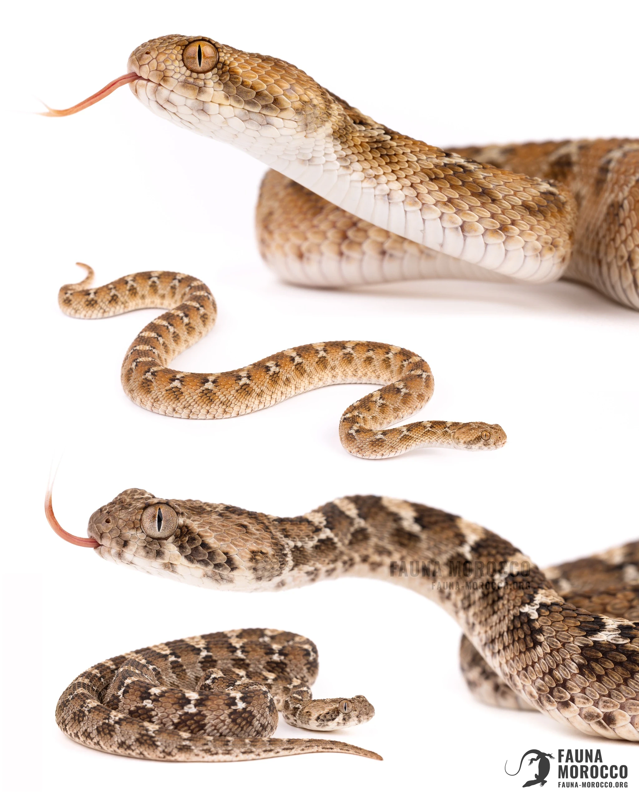 Échide à ventre blanc (Echis leucogaster), Maroc