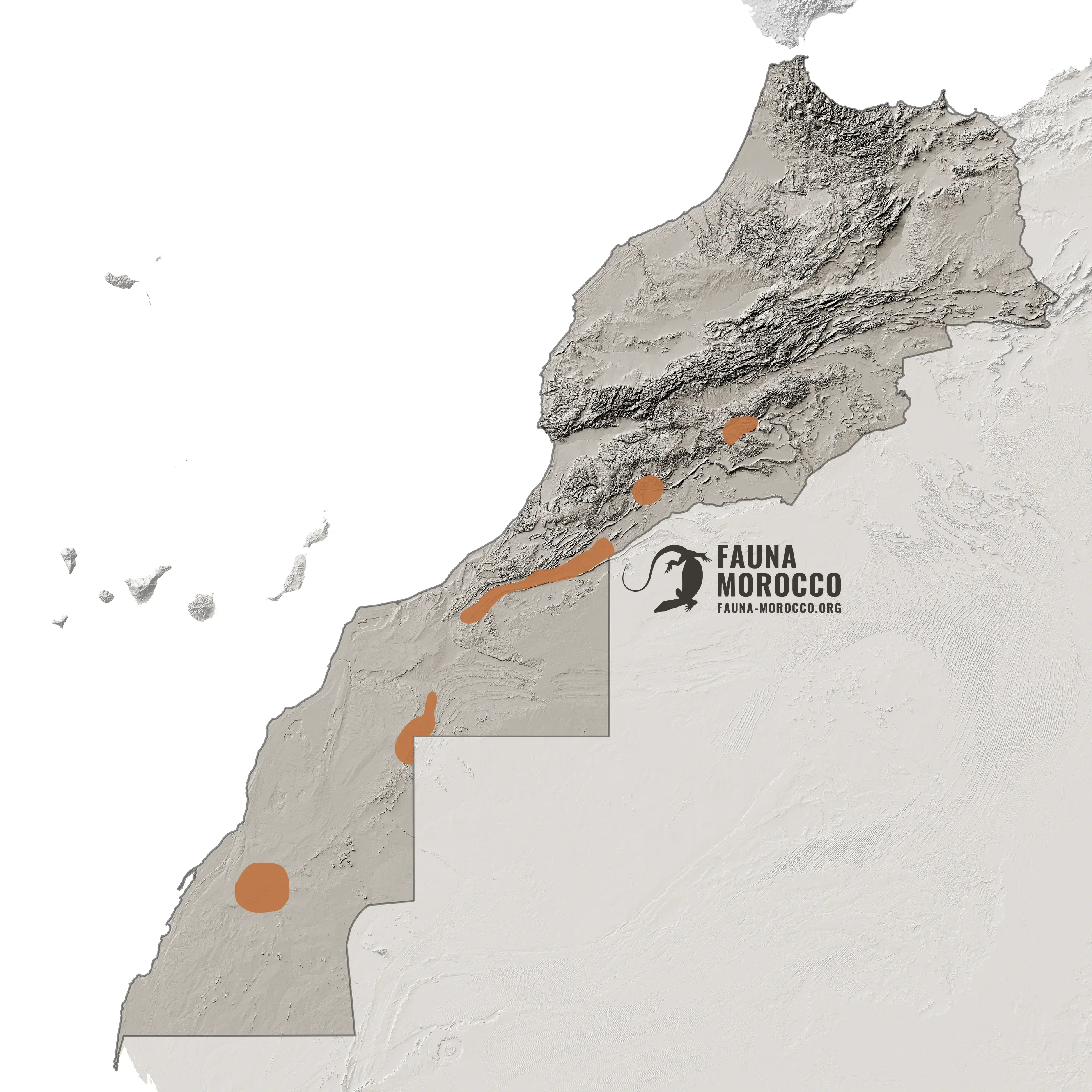 Carte de répartition de l'Échide à ventre blanc (Echis leucogaster) au Maroc