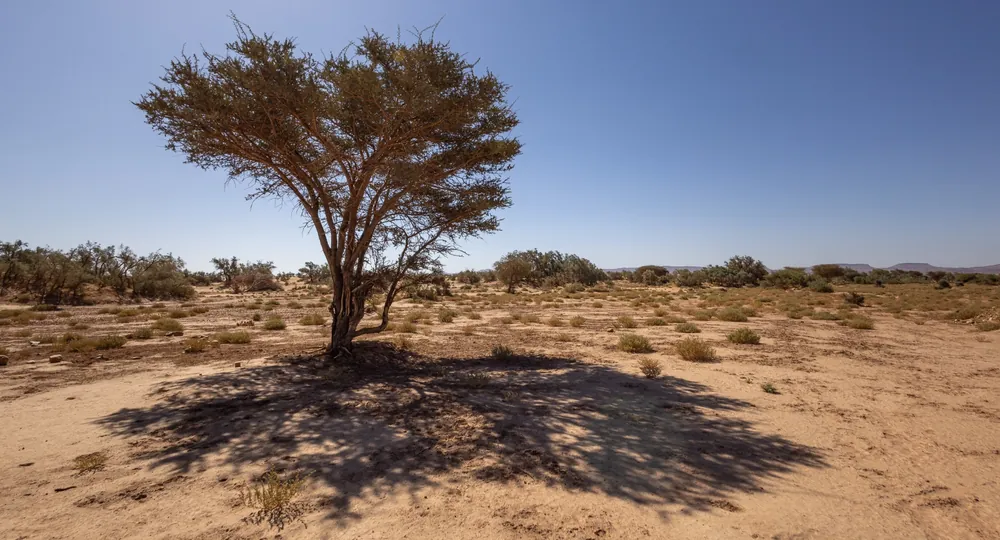 Habitat de l'Échide à ventre blanc près d'Assa, oued Drâa, Maroc.