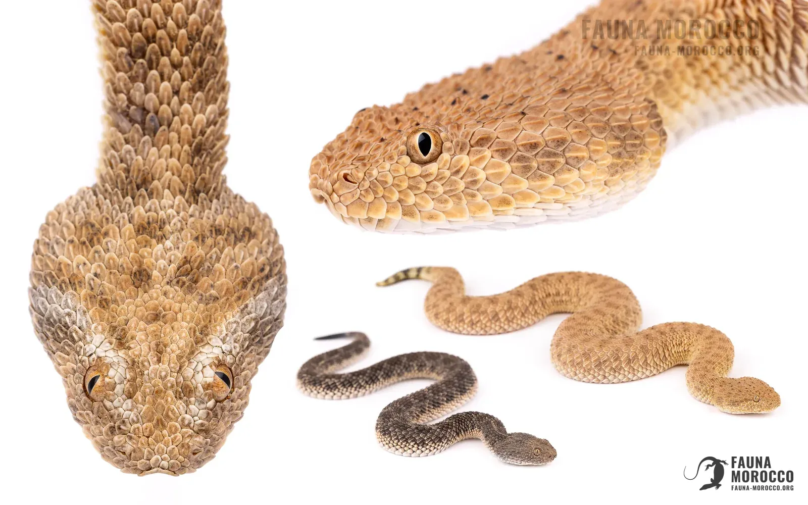 Cerastes vipera, التعرّف، المغرب