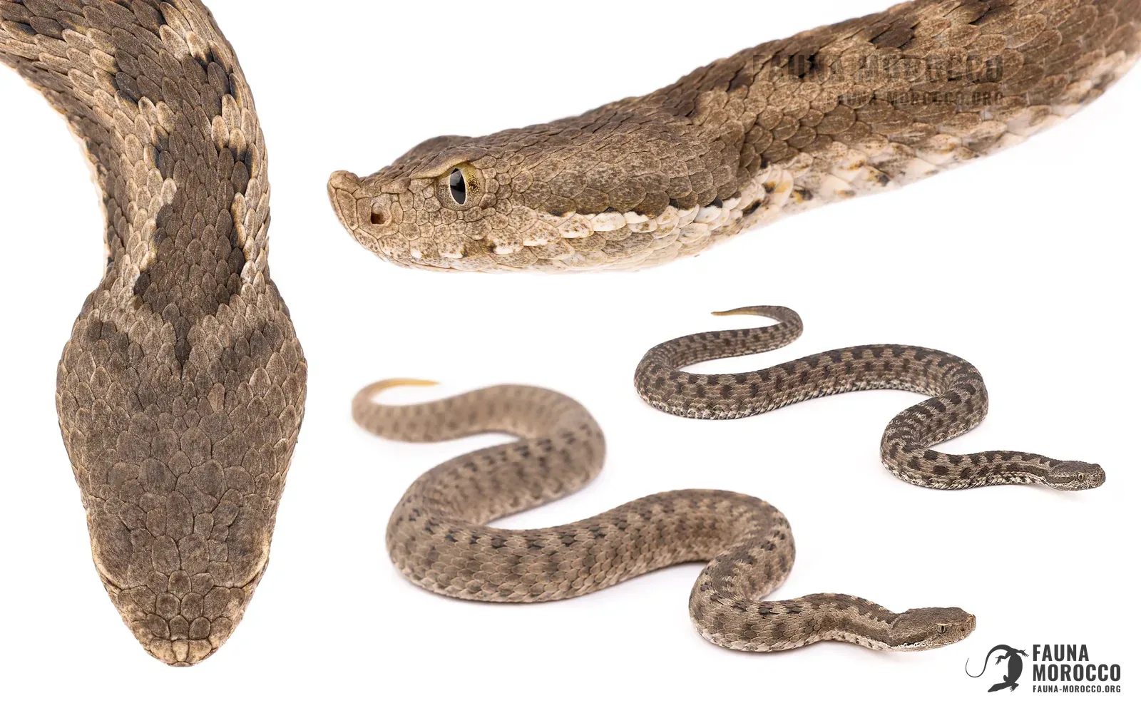 Vipera monticola, التعرّف، المغرب