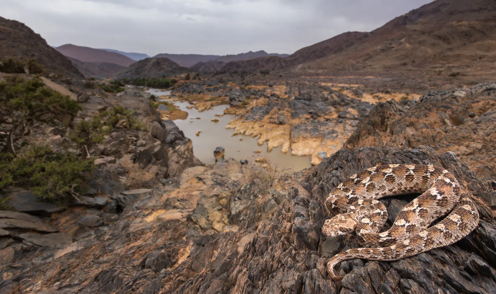 أفعى الأهرام (Echis leucogaster) في جنوب المغرب