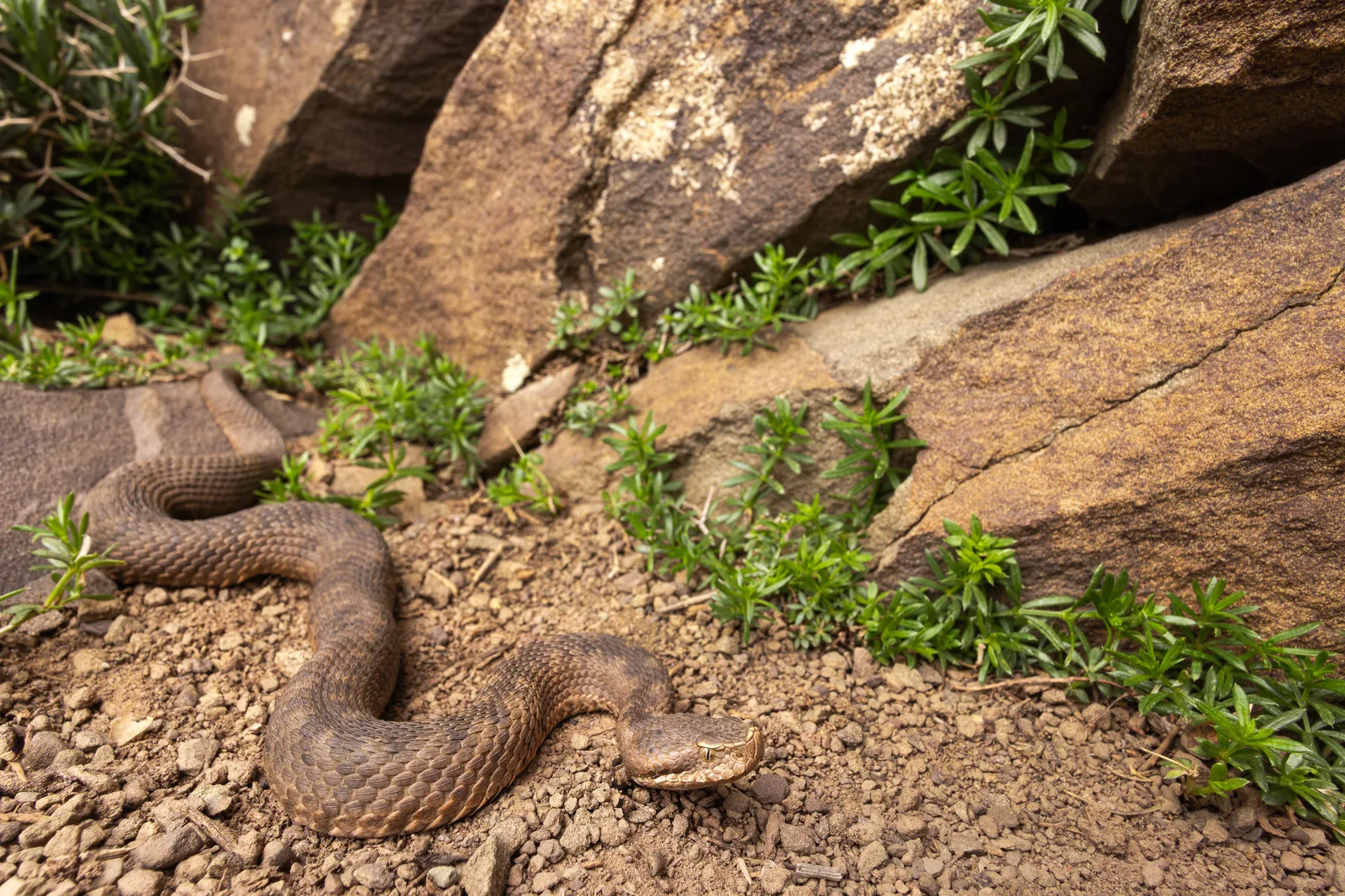 أفعى الأطلس القزمة (Vipera monticola) في جبال الأطلس الكبير، المغرب