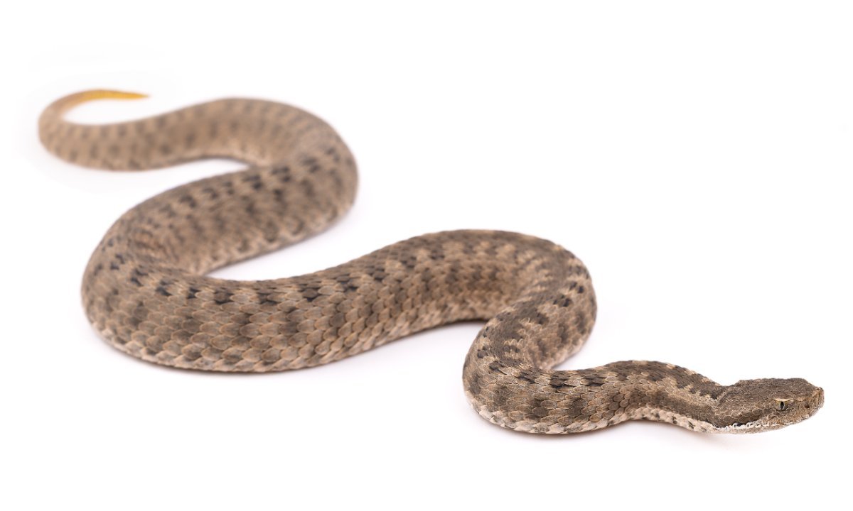 Vipera monticola Atlas Dwarf Viper Morocco - Alpine Snake