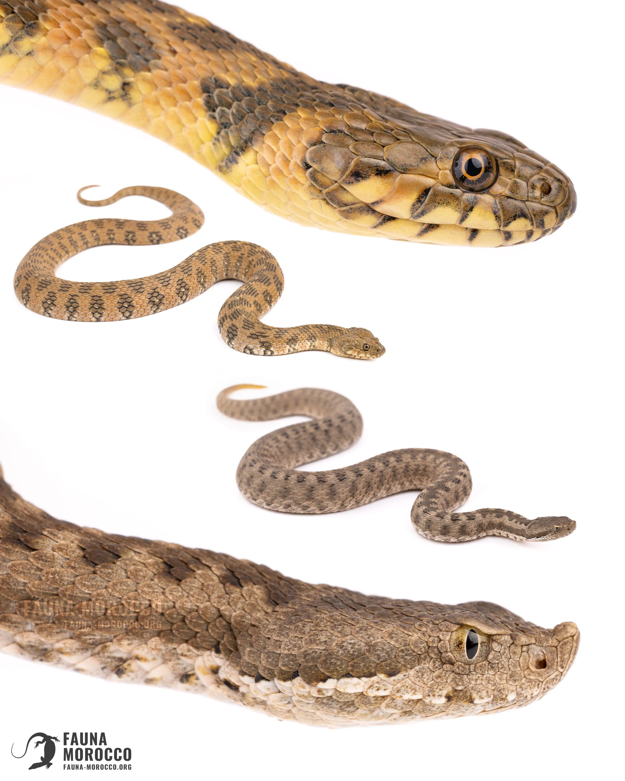 حنش الماء (Natrix maura) وأفعى الأطلس (Vipera monticola) في مقارنة على خلفية بيضاء، الخطم والحرشفة الأنفية، المغرب