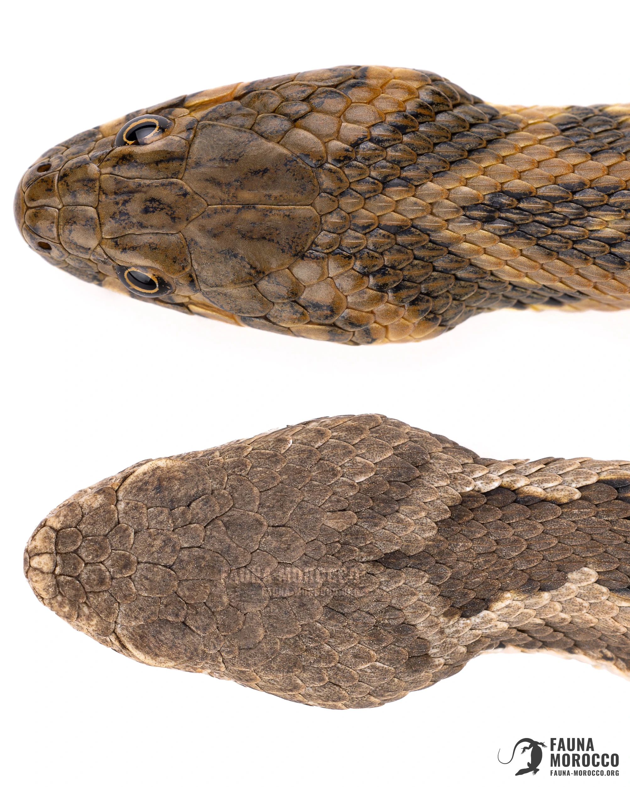 رأسا حنش الماء (Natrix maura) وأفعى الأطلس (Vipera monticola) من الأعلى، مقارنة حراشف الرأس، المغرب