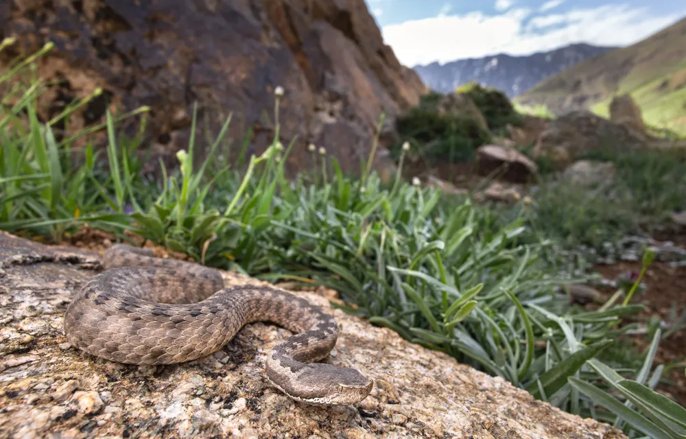 أفعى الأطلس (Vipera monticola monticola) ملتفّة على صخرة في واد مرتفع، الأطلس الكبير الأوسط، المغرب